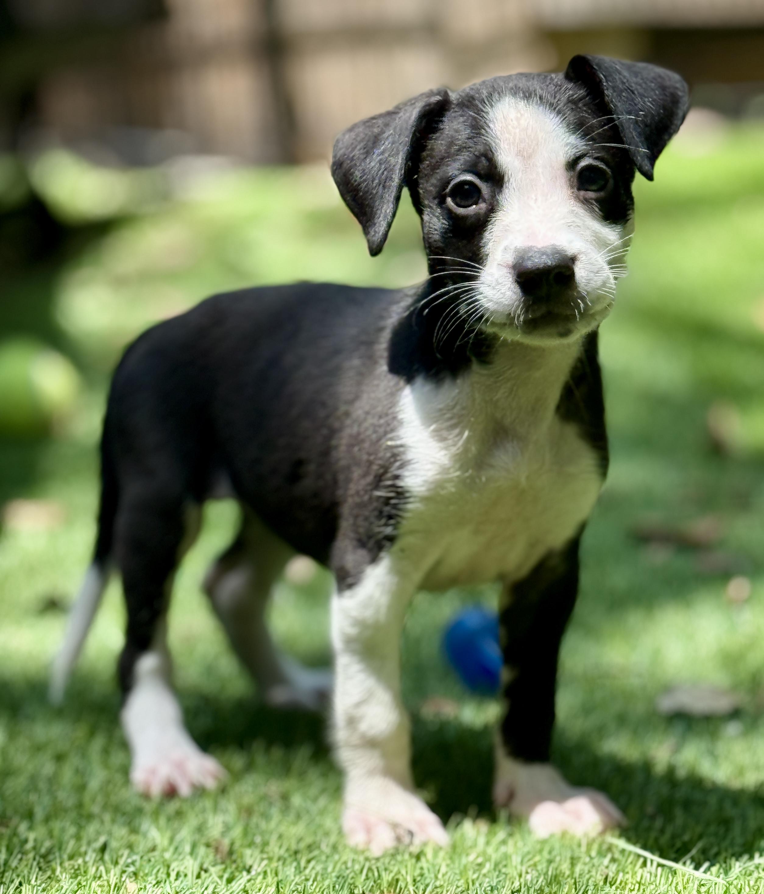 Poppy, a Adoptable Mixed Breed in Deltona, FL image 3/6