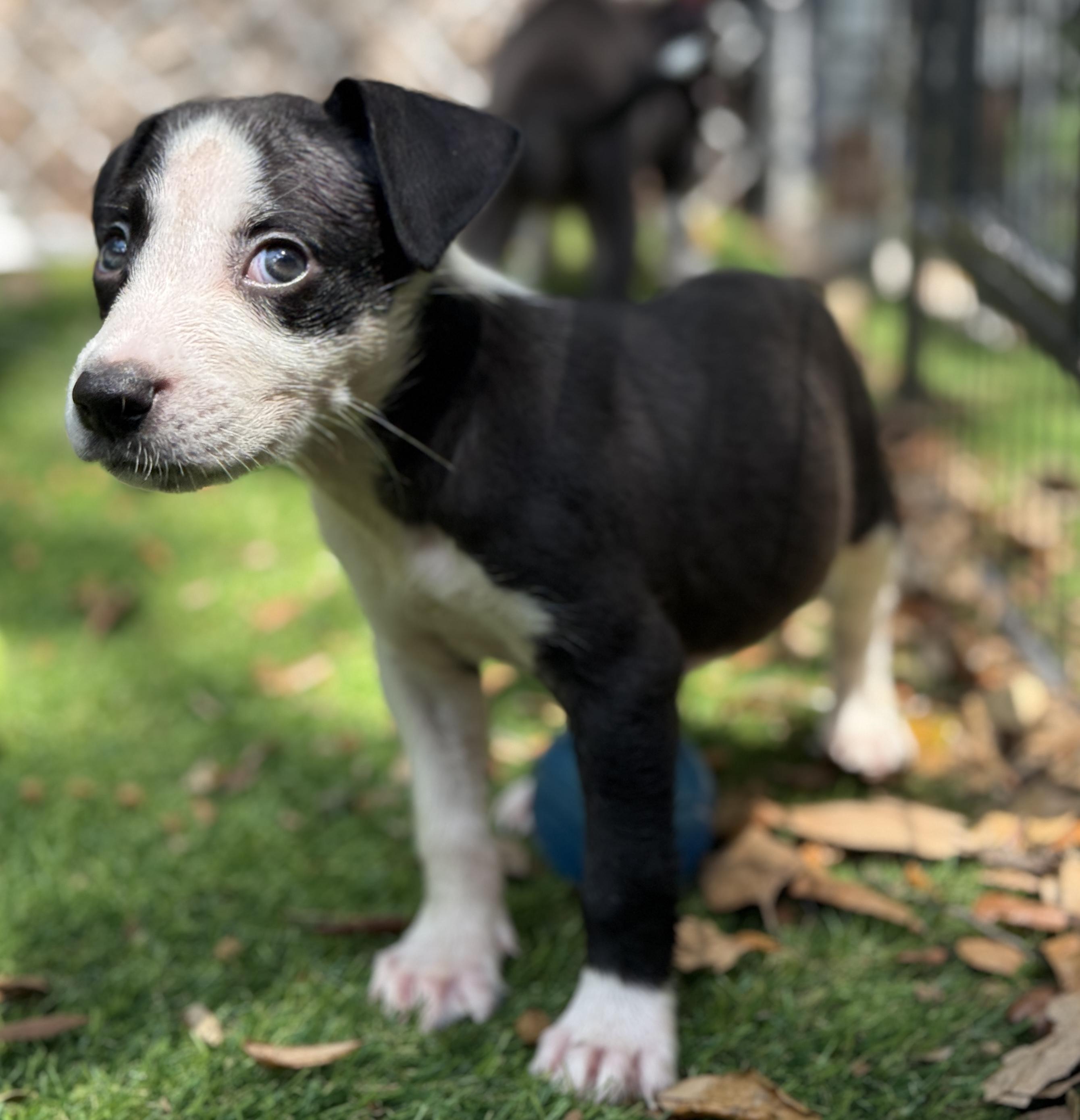 Poppy, a Adoptable Mixed Breed in Deltona, FL image 4/6