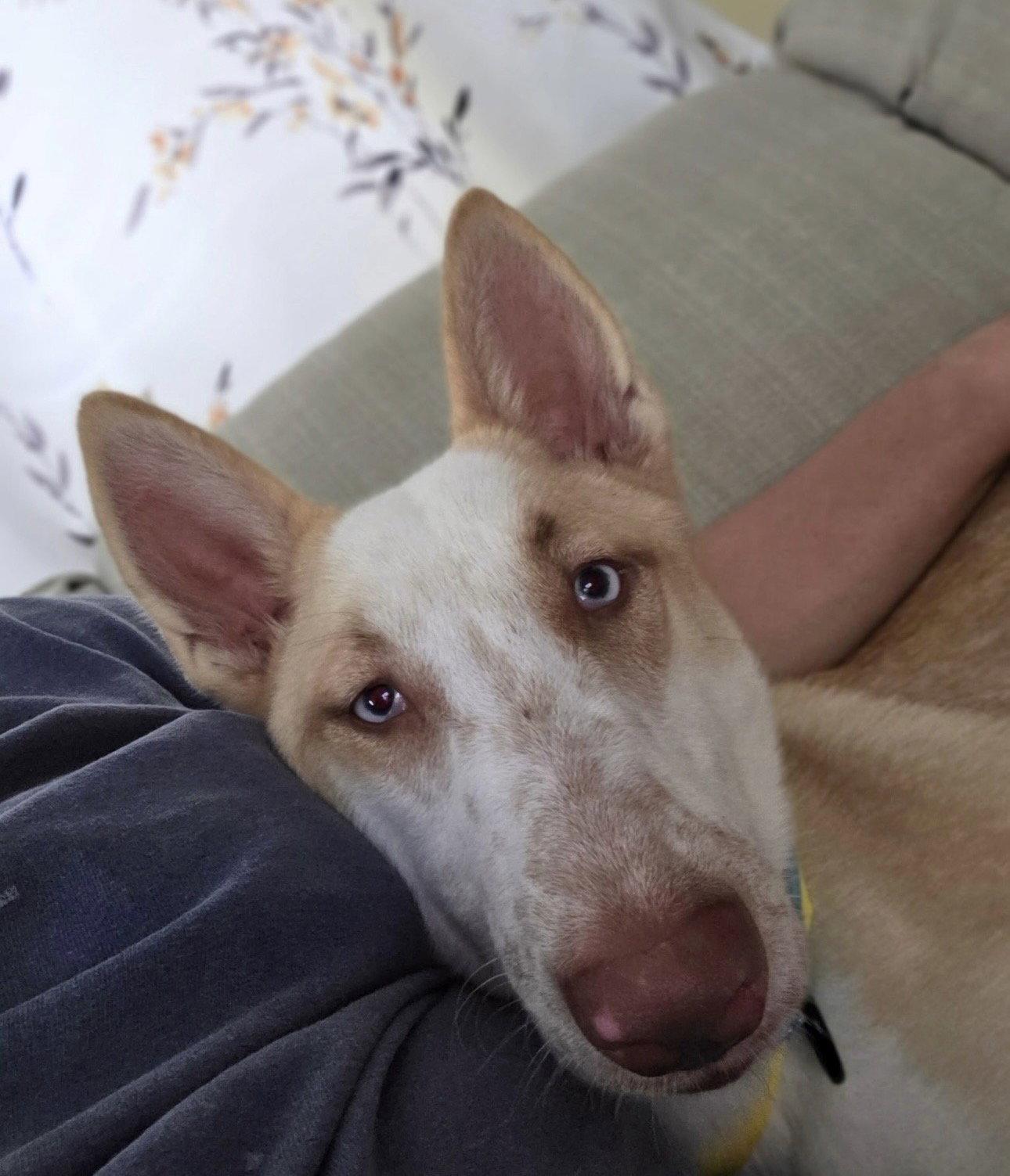 Enlarge Mina, a Adoptable Husky in Houston, TX image 2/3