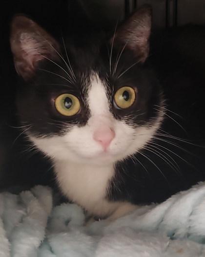 Ram 21, Adoptable, Adult Female Domestic Short Hair & Domestic Short Hair.