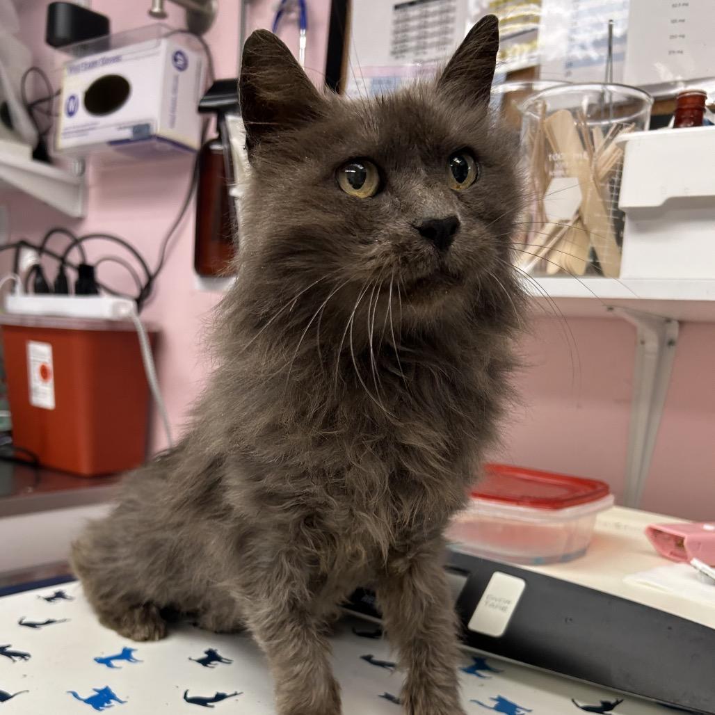 Smokey, Adoptable, Adult Male Domestic Long Hair.