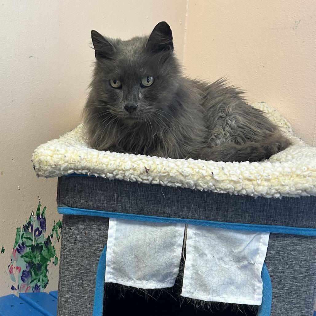 Smokey, a Adoptable Domestic Long Hair in Port Richey, FL image 2/6