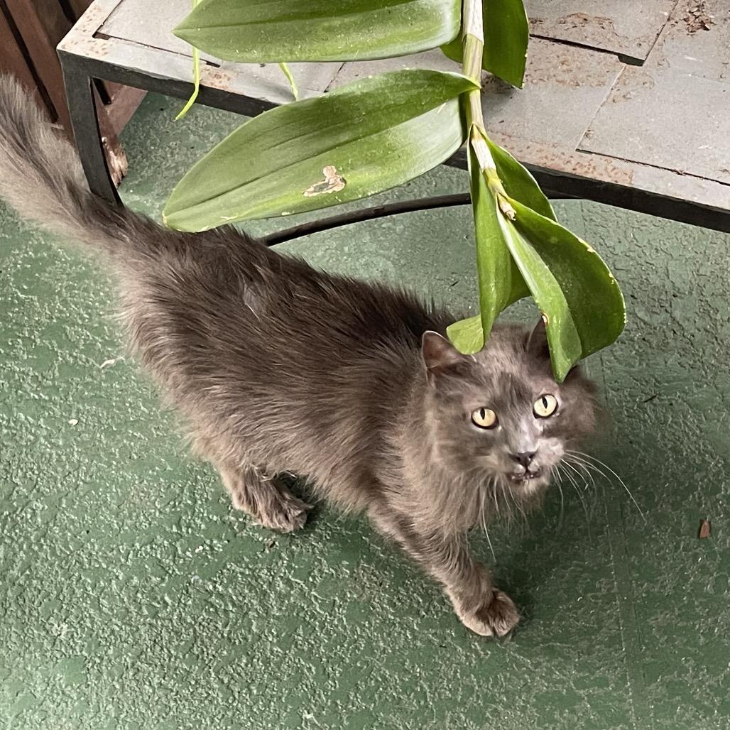 Smokey, a Adoptable Domestic Long Hair in Port Richey, FL image 3/6