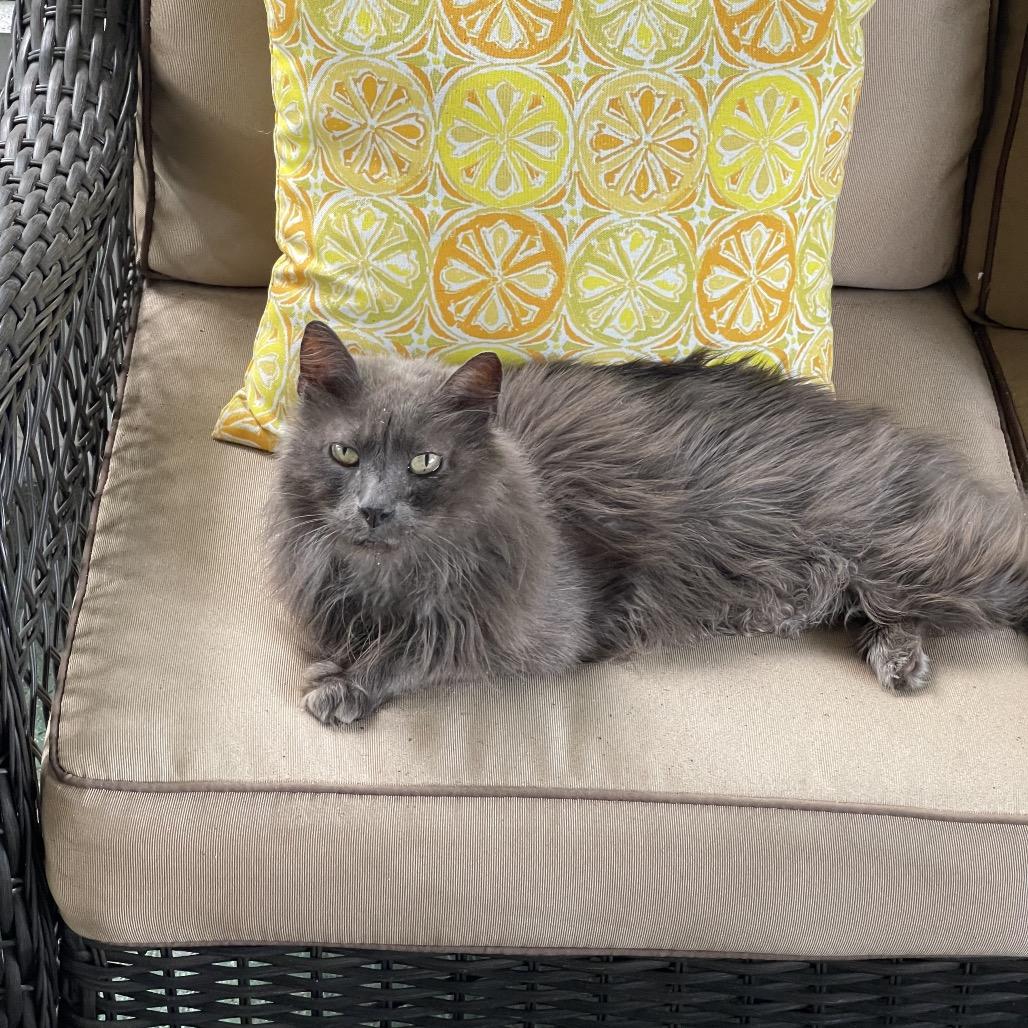 Smokey, a Adoptable Domestic Long Hair in Port Richey, FL image 4/6