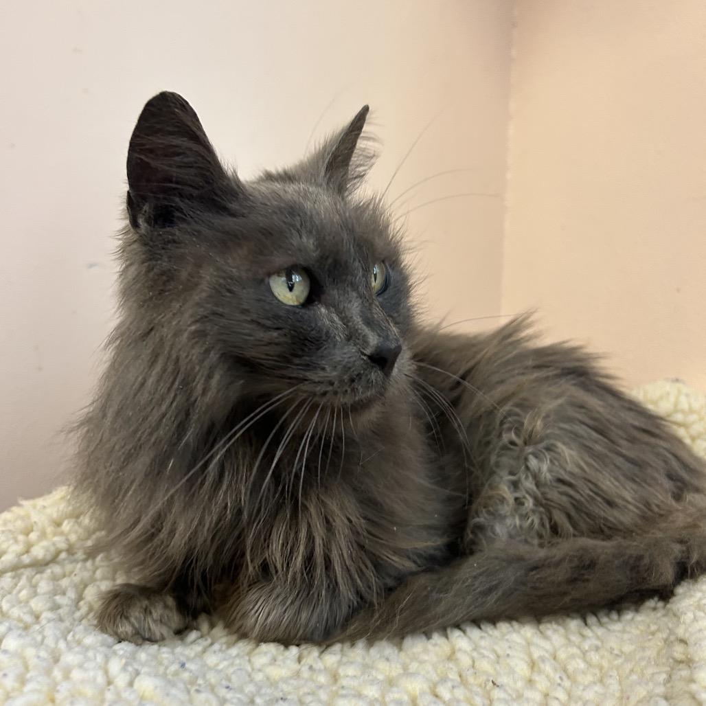 Smokey, a Adoptable Domestic Long Hair in Port Richey, FL image 5/6