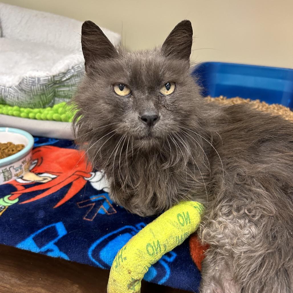 Smokey, a Adoptable Domestic Long Hair in Port Richey, FL image 6/6