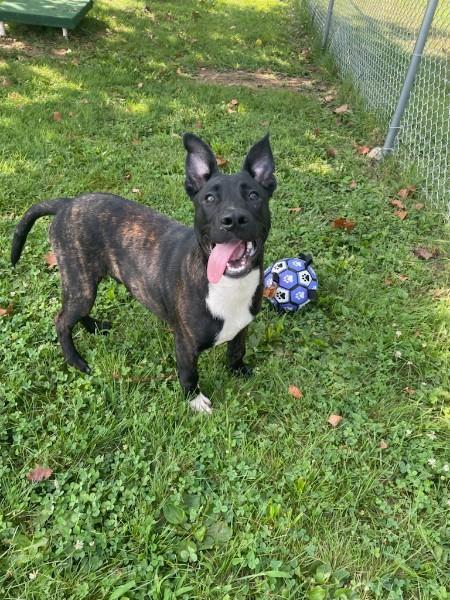 Bennie, a ADOPTABLE mixed breed in Sulphur, KY image 6/6