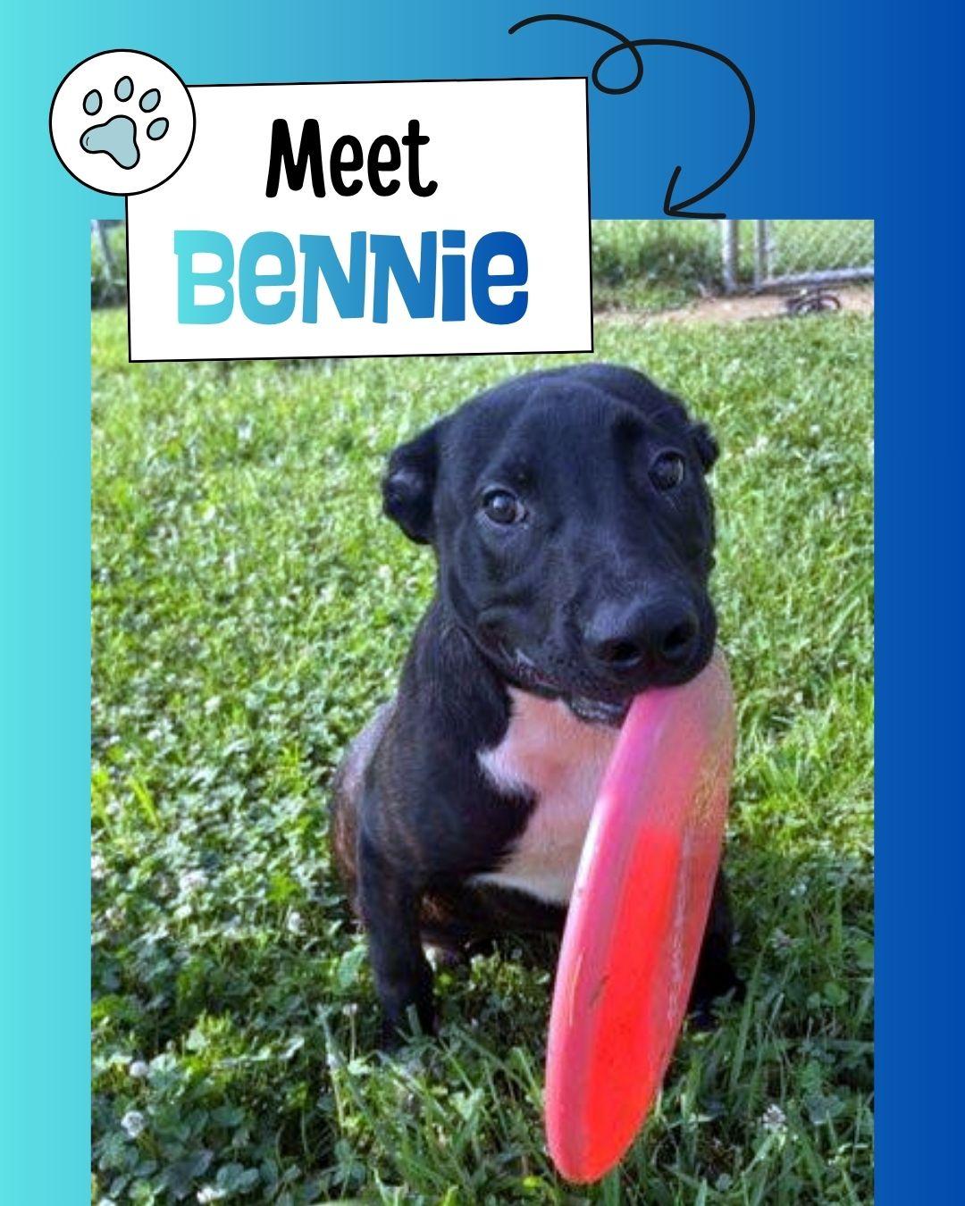 Bennie, a ADOPTABLE mixed breed in Sulphur, KY image 1/4