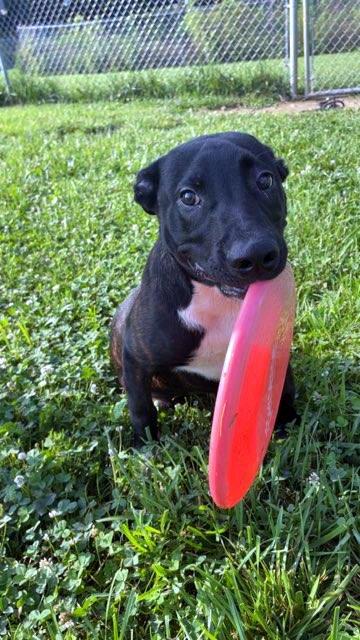 Bennie, a ADOPTABLE mixed breed in Sulphur, KY image 4/4