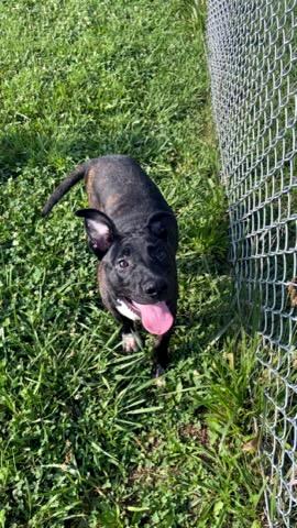 Bennie, a ADOPTABLE mixed breed in Sulphur, KY image 3/4