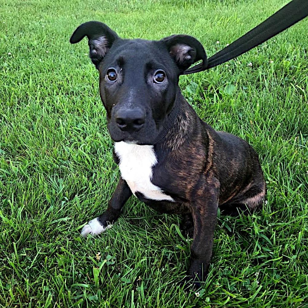 Bennie, a ADOPTABLE mixed breed in Sulphur, KY image 2/4