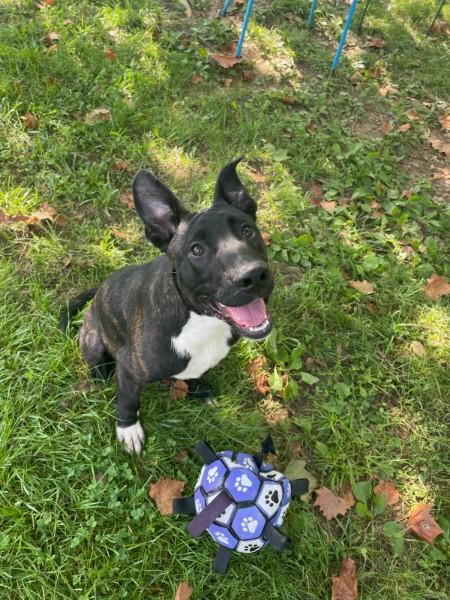 Bennie, a ADOPTABLE mixed breed in Sulphur, KY image 2/6