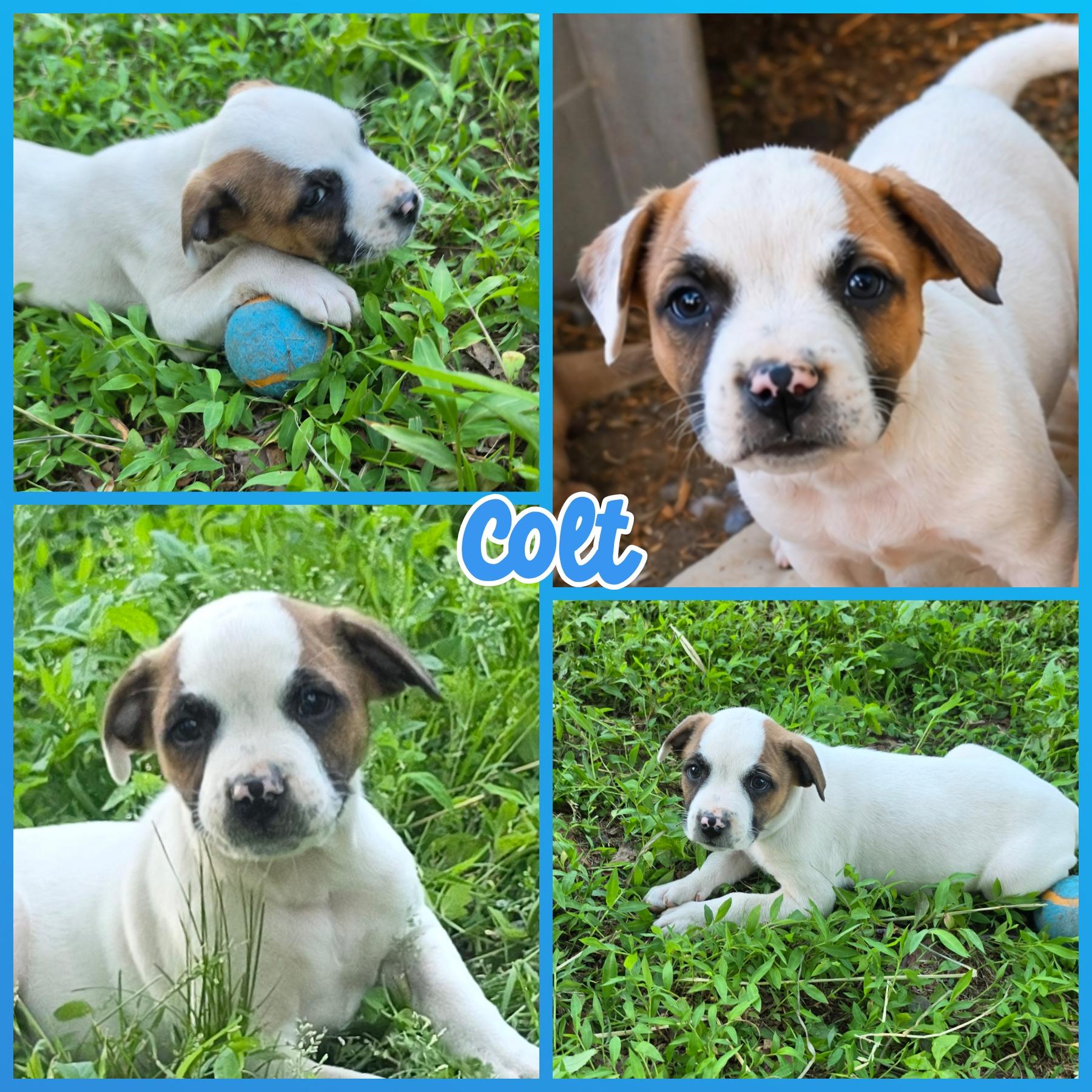Enlarge Colt, a Adoptable mixed breed in Blacksburg, SC image 2/3