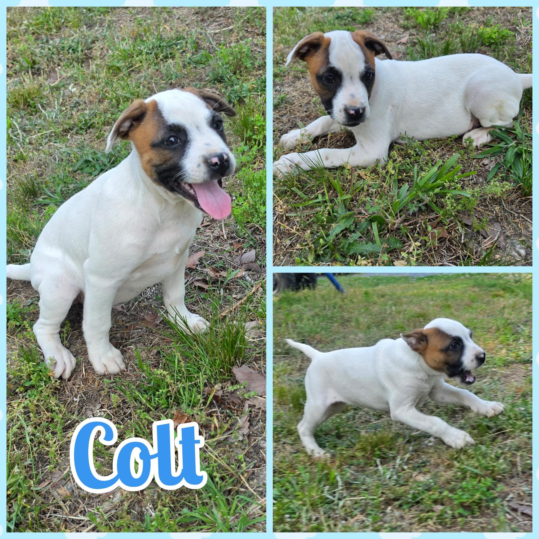 Enlarge Colt, a Adoptable mixed breed in Blacksburg, SC image 1/3