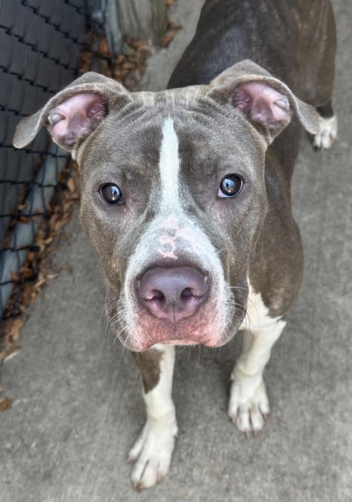 Enlarge Lunchbox, a ADOPTABLE Pit Bull Terrier in Chicago, IL image 2/5