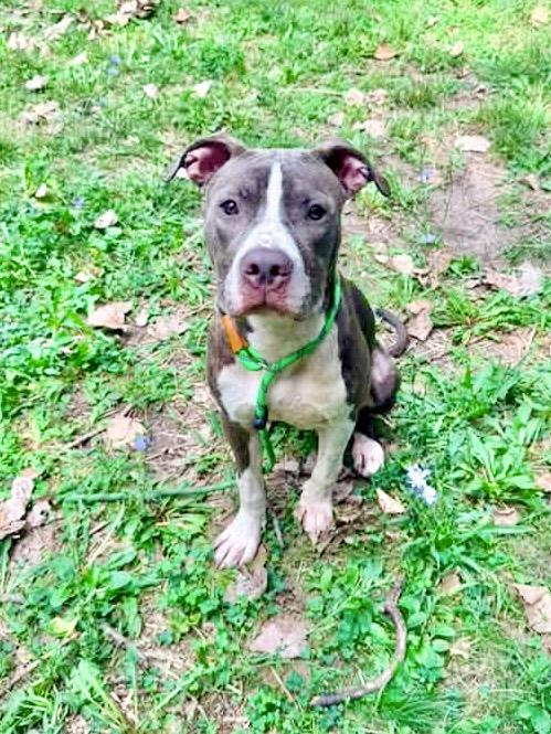 Enlarge Lunchbox, a ADOPTABLE Pit Bull Terrier in Chicago, IL image 4/5