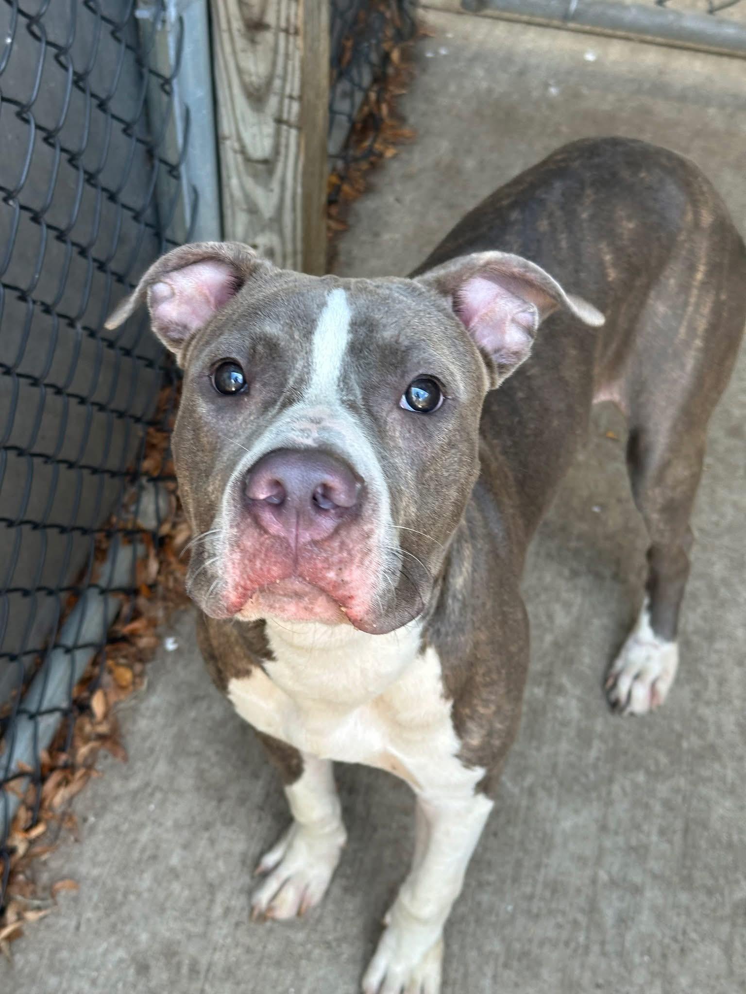 Enlarge Lunchbox, a ADOPTABLE Pit Bull Terrier in Chicago, IL image 1/5