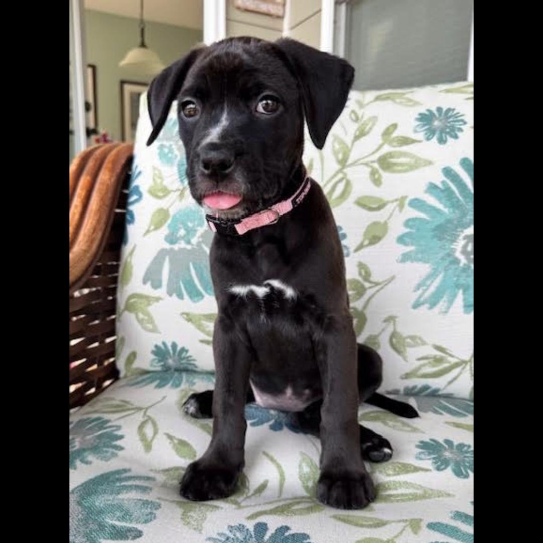 Enlarge Yin, an adopted mixed breed in Midlothian, VA image 3/6