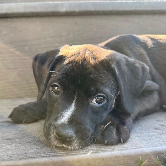 Enlarge Yin, an adopted mixed breed in Midlothian, VA image 4/6