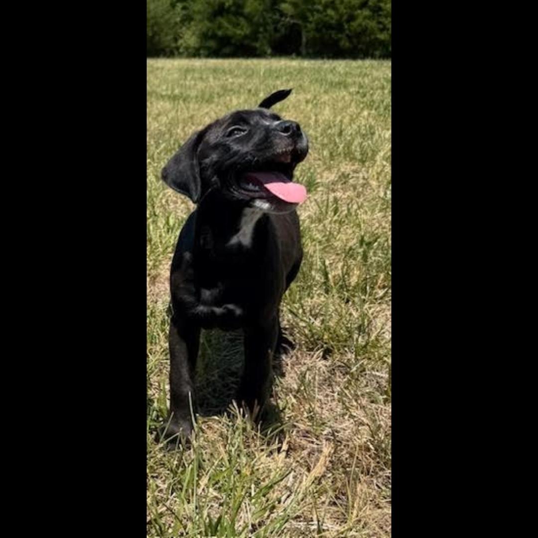 Enlarge Yin, an adopted mixed breed in Midlothian, VA image 6/6