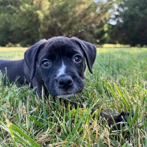Enlarge Yin, an adopted mixed breed in Midlothian, VA image 2/6