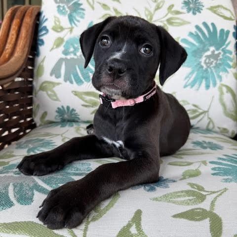 Yin, adopted, Puppy Female Boxer.