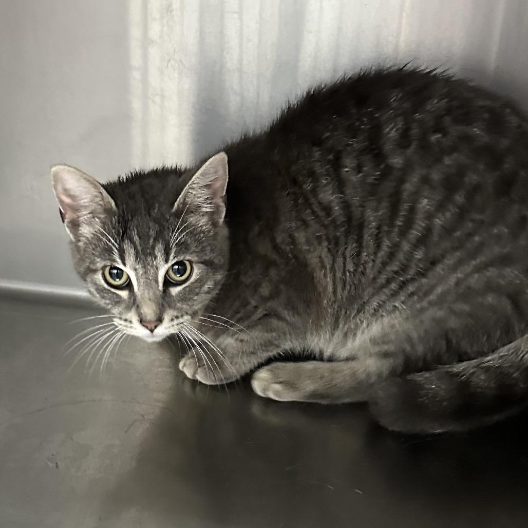 Milly, Adoptable, Young Female Domestic Short Hair.