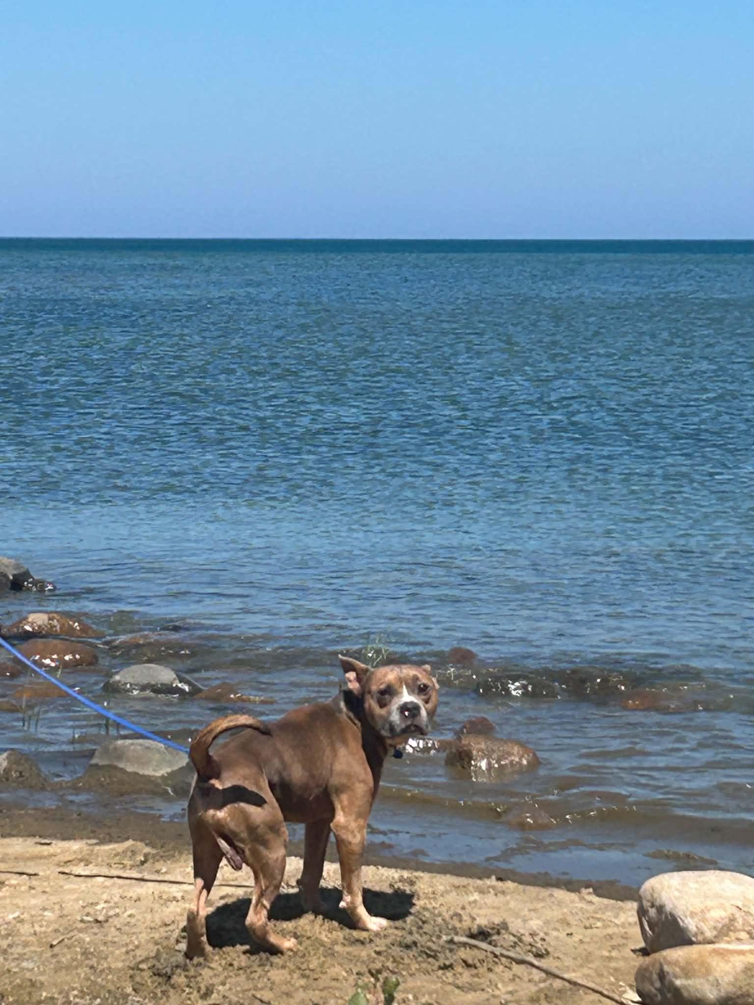 Courage, a ADOPTABLE mixed breed in Linwood, MI image 4/5