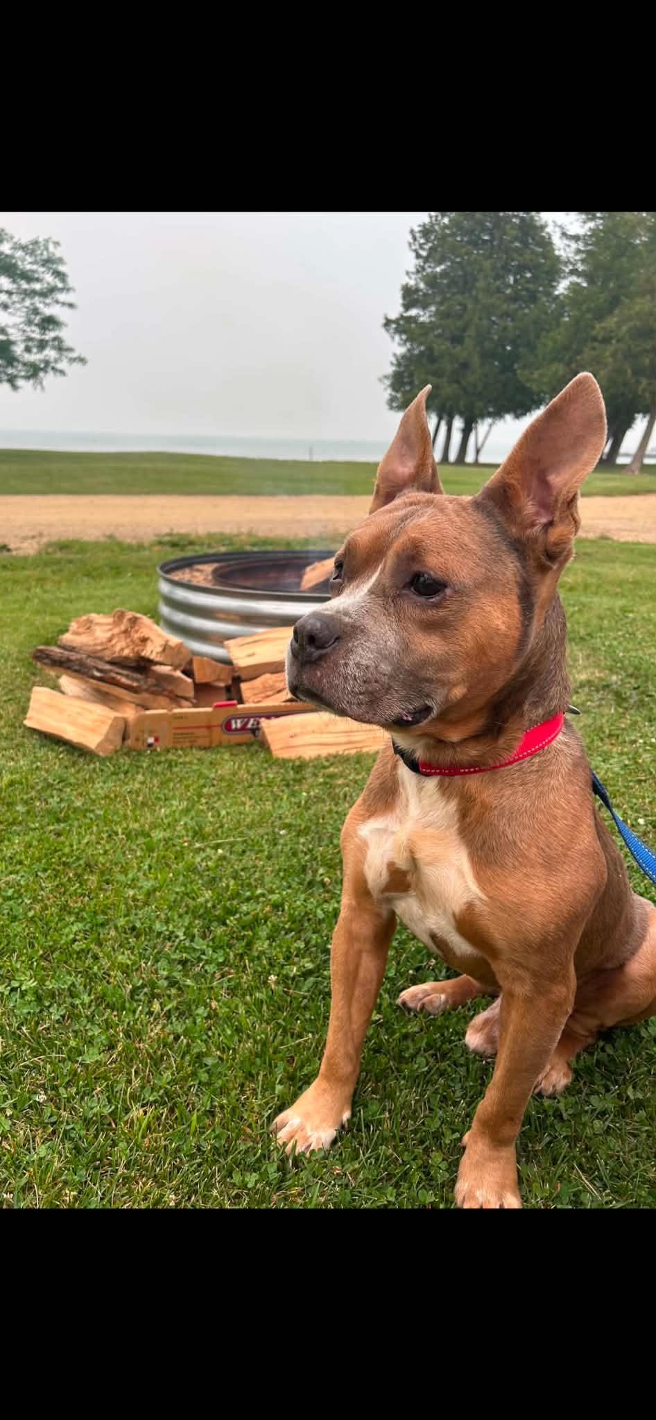 Courage, a ADOPTABLE mixed breed in Linwood, MI image 2/5