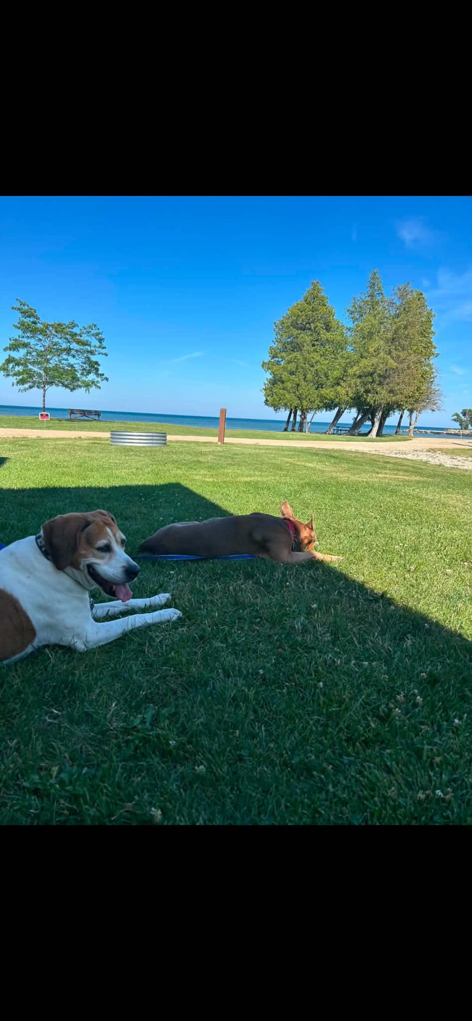 Courage, a ADOPTABLE mixed breed in Linwood, MI image 5/5