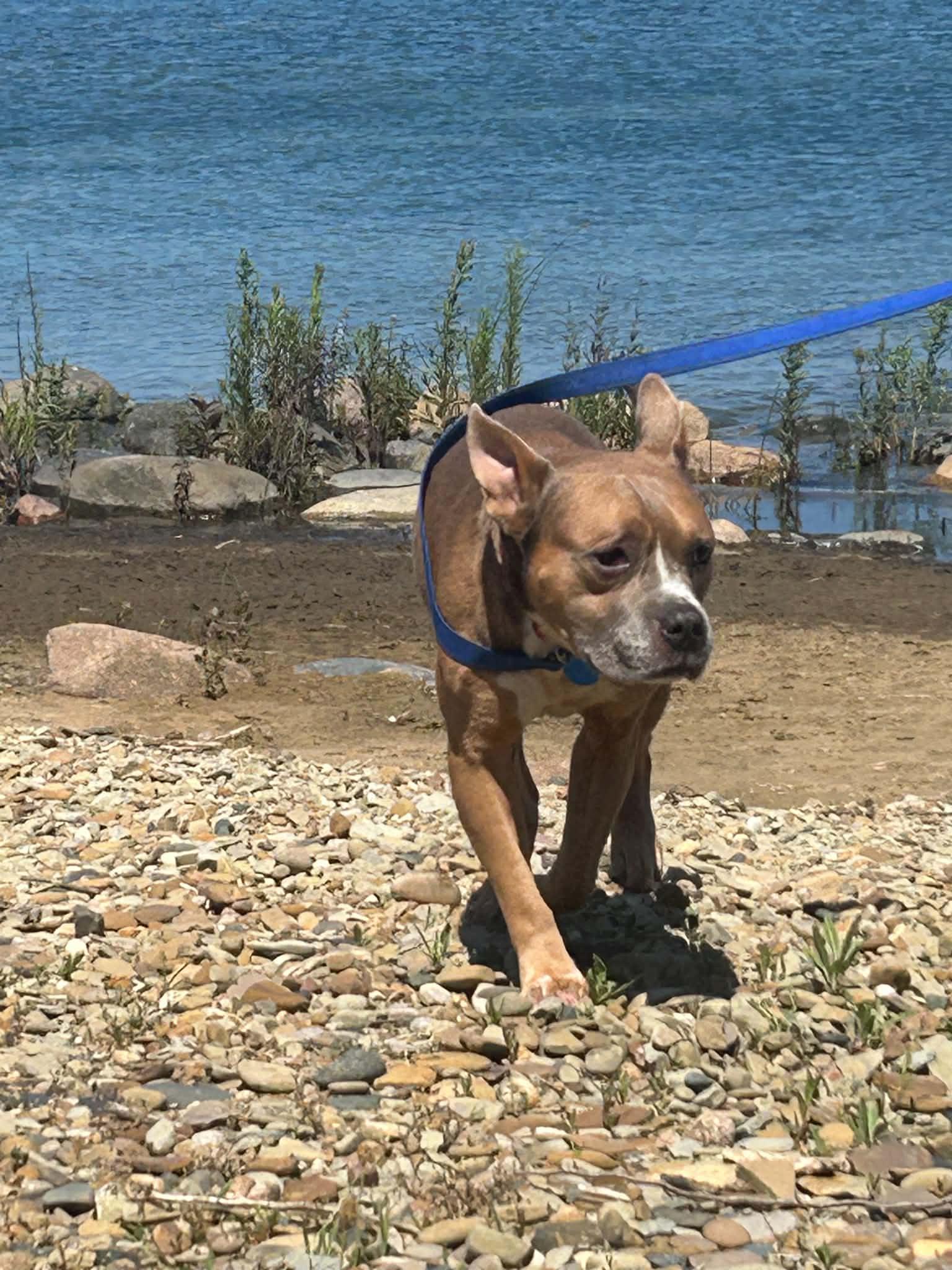Courage, ADOPTABLE, Adult Male Cattle Dog & American Bully.