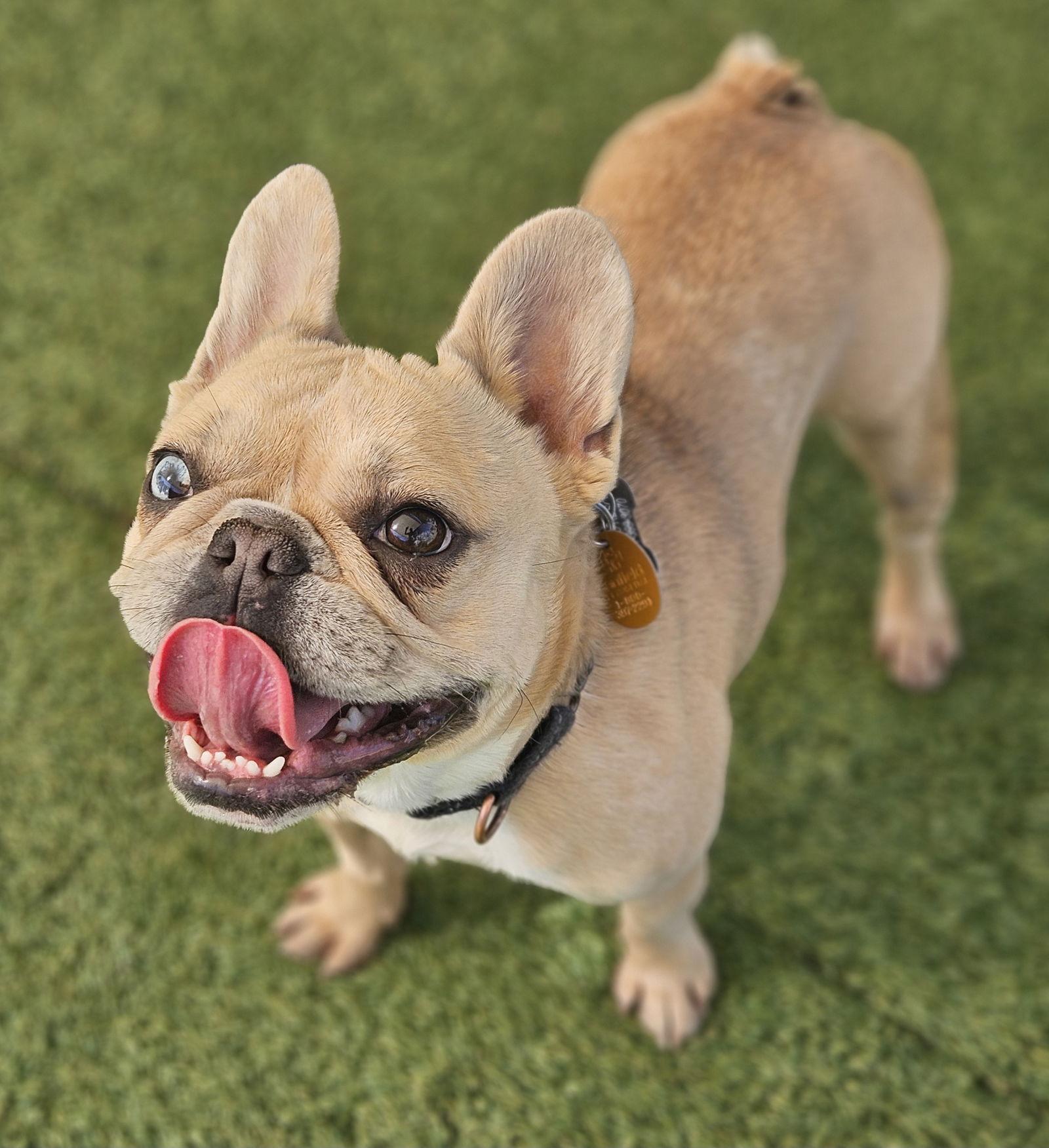 Sailor (Special Needs), Adoptable, Young Female French Bulldog.