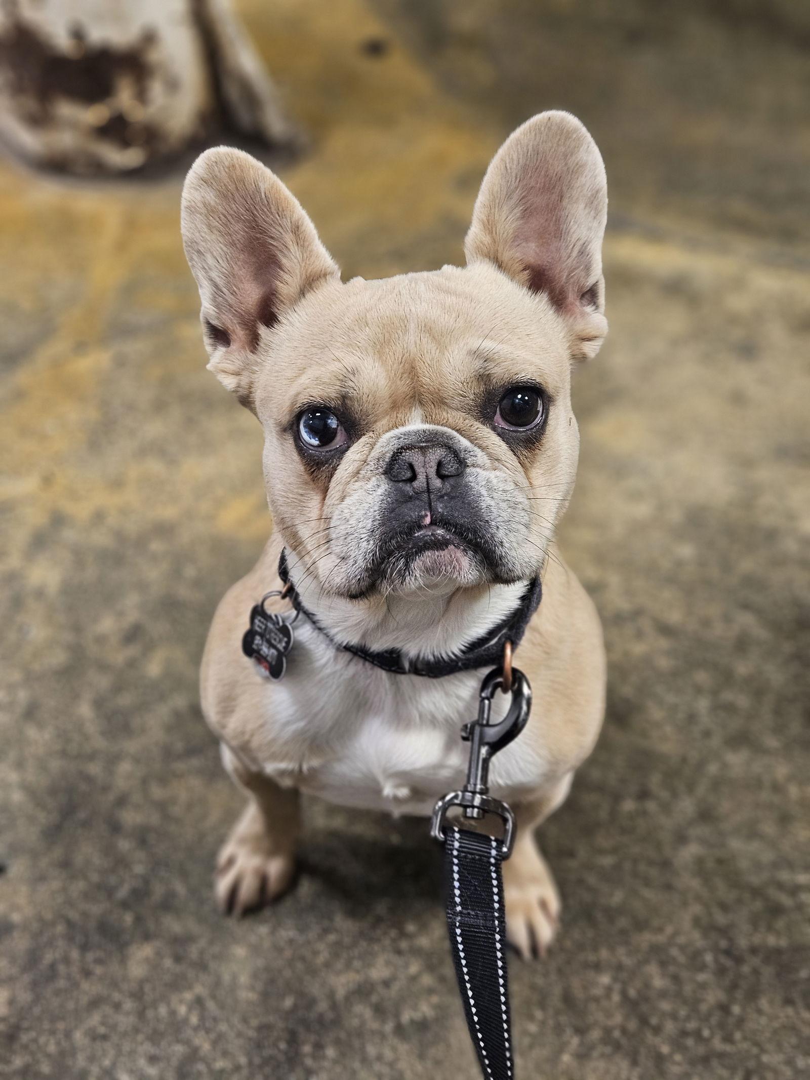 Enlarge Sailor (Special Needs), a Adoptable French Bulldog in San Clemente, CA image 2/3