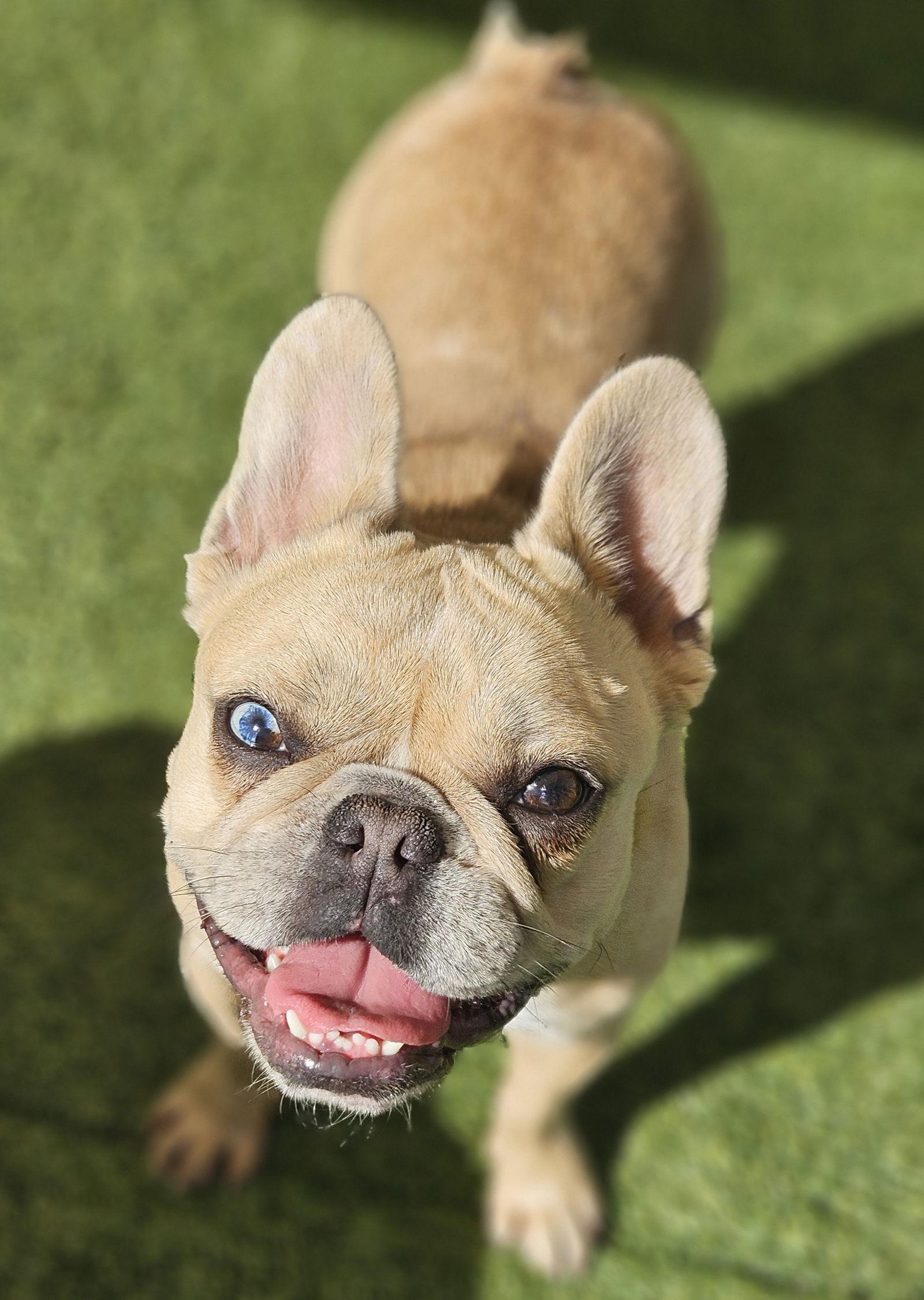Enlarge Sailor (Special Needs), a Adoptable French Bulldog in San Clemente, CA image 3/3