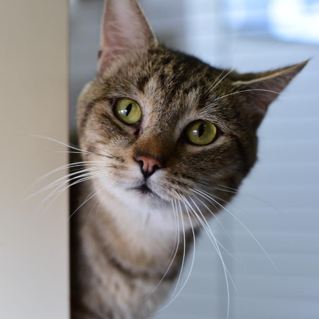 Enlarge Sleepy, a Adoptable Domestic Short Hair in Idaho Falls, ID image 4/6