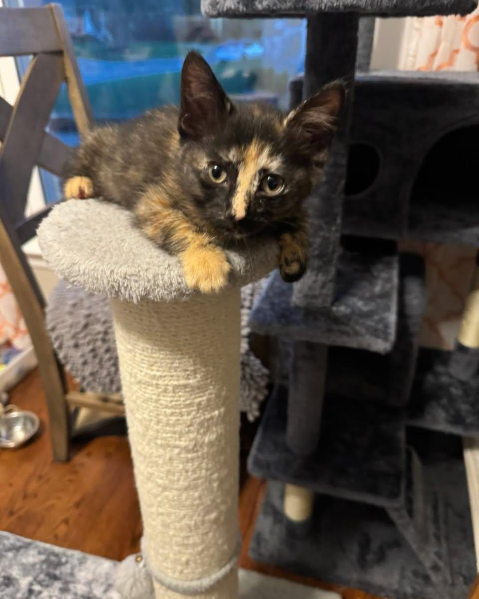 Scrawl, adopted, Young Female Domestic Short Hair.