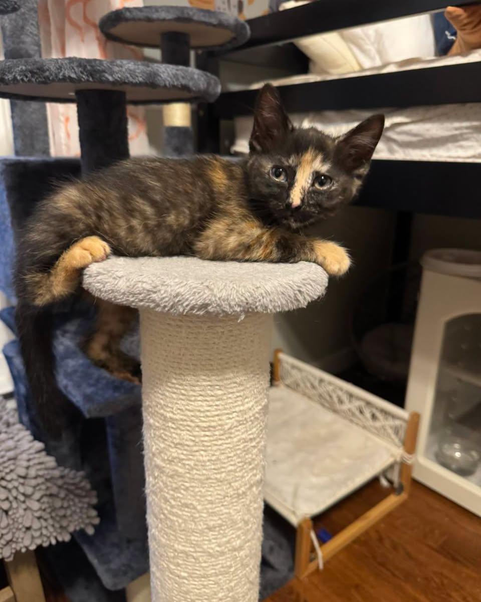 Enlarge Scrawl, an adopted Domestic Short Hair in Guthrie, OK image 2/2