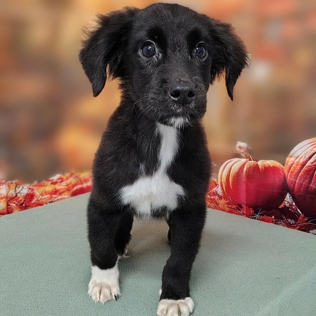 Isaak, Adoptable, Puppy Male Retriever & Mixed Breed.