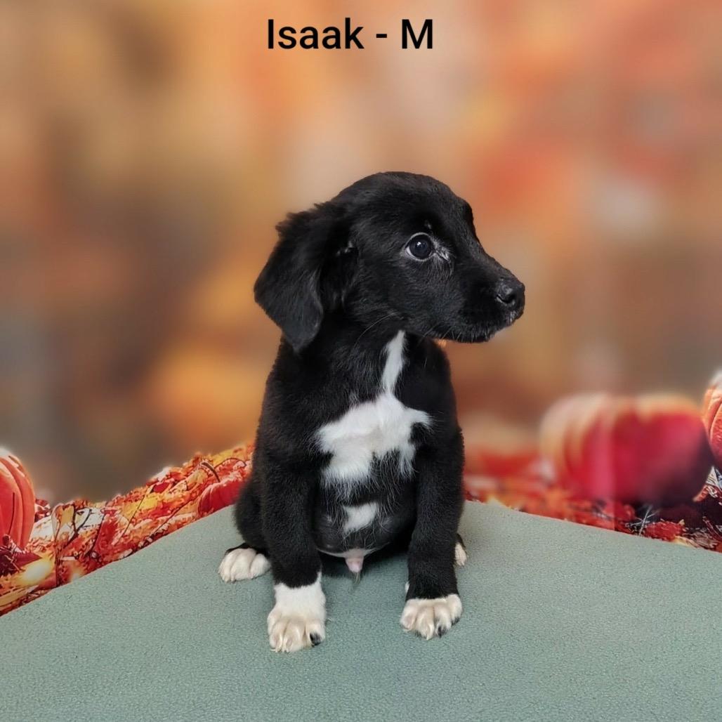 Enlarge Isaak, a Adoptable mixed breed in Griswold, CT image 2/3