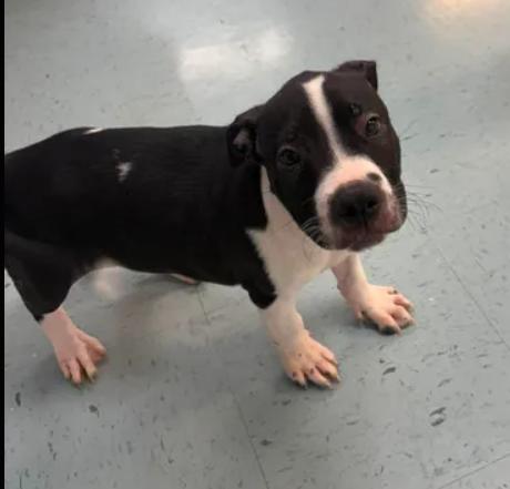 Niko, a ADOPTABLE mixed breed in Bardstown, KY image 1/4