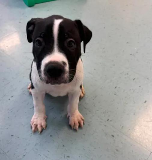 Niko, a ADOPTABLE mixed breed in Bardstown, KY image 2/4