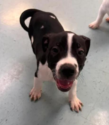 Niko, a ADOPTABLE mixed breed in Bardstown, KY image 3/4