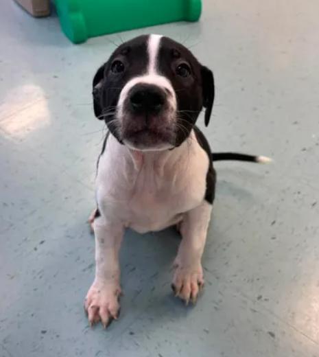 Niko, a ADOPTABLE mixed breed in Bardstown, KY image 4/4