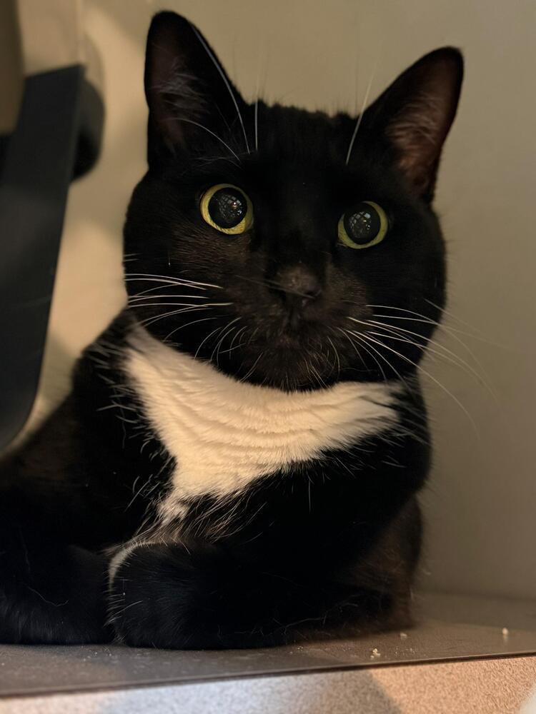 Jasmine, Adoptable, Adult Female Domestic Short Hair.
