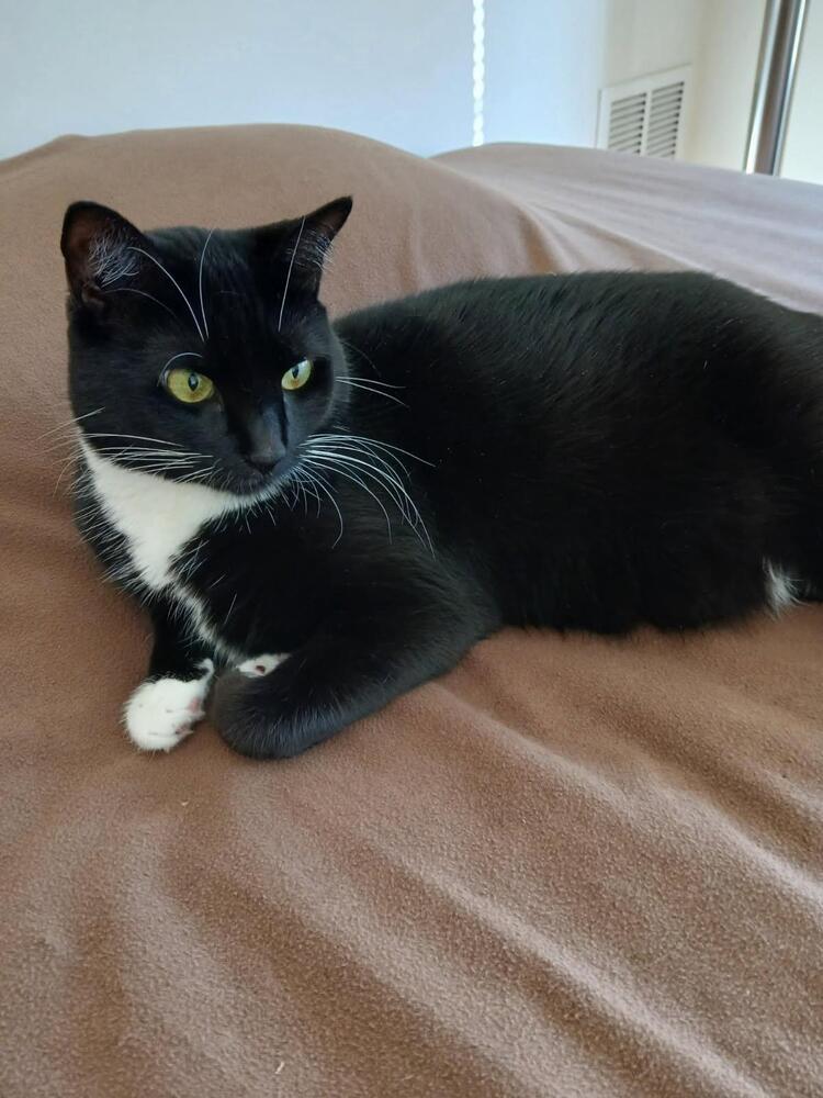 Enlarge Jasmine, a Adoptable Domestic Short Hair in Skippack, PA image 2/6
