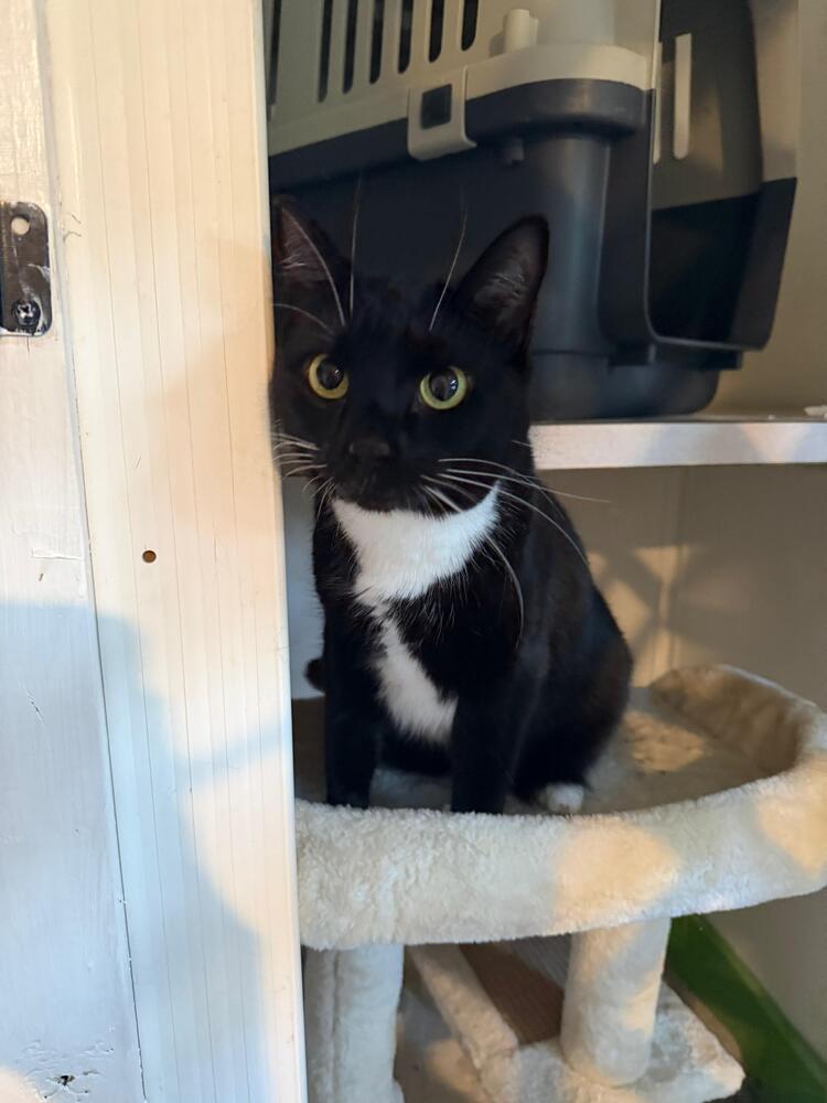 Enlarge Jasmine, a Adoptable Domestic Short Hair in Skippack, PA image 4/6