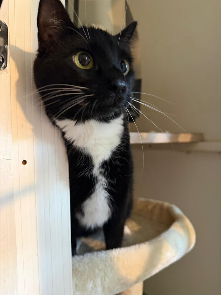 Enlarge Jasmine, a Adoptable Domestic Short Hair in Skippack, PA image 5/6