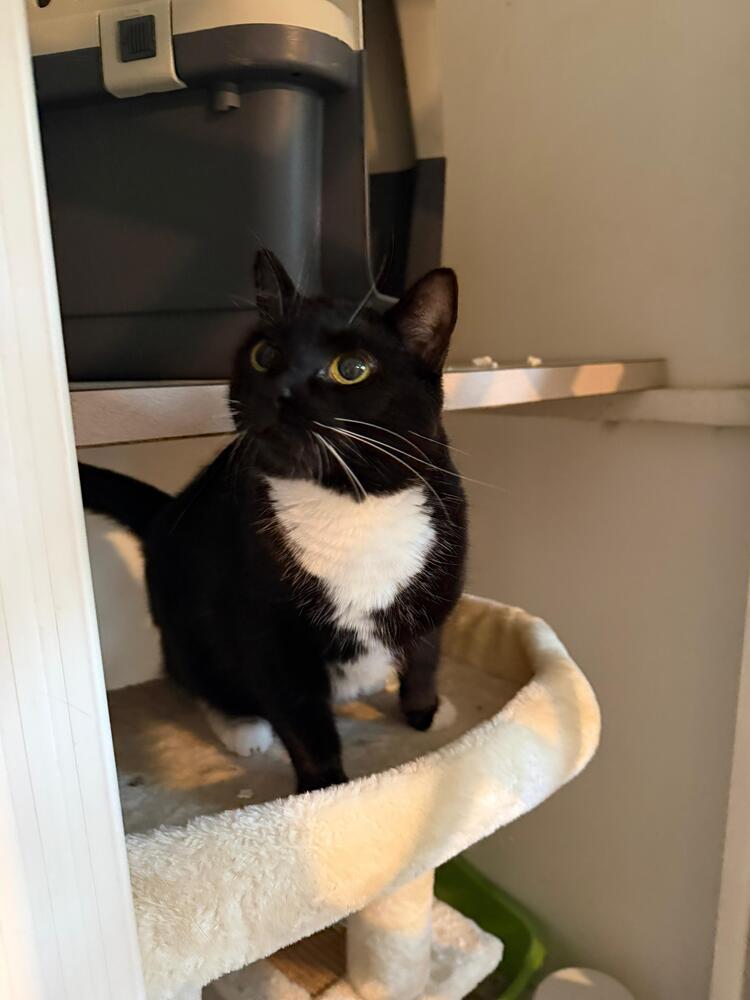Enlarge Jasmine, a Adoptable Domestic Short Hair in Skippack, PA image 6/6