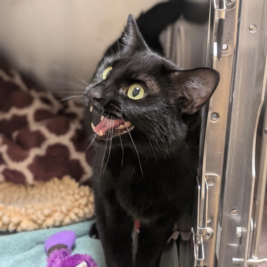 Pinky, Adoptable, Adult Female Domestic Short Hair.