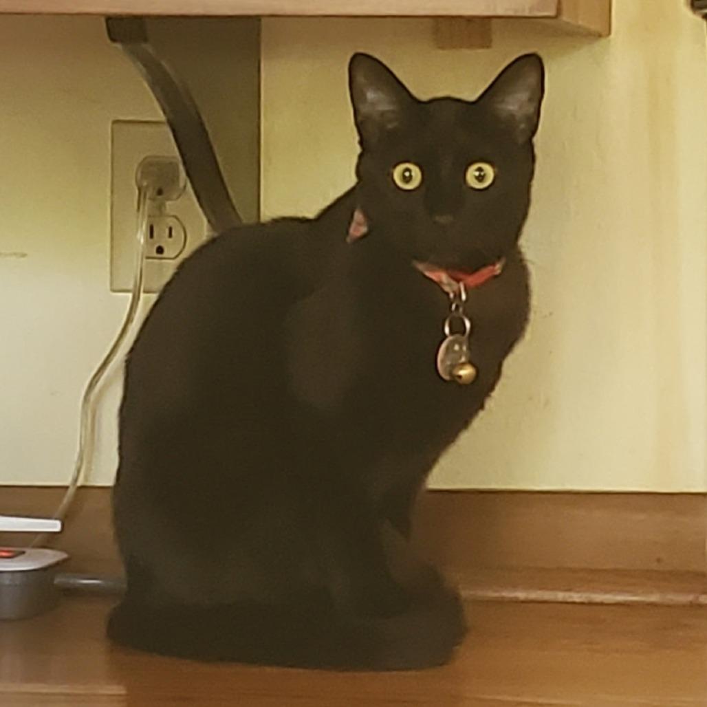 Pinky, Adoptable, Adult Female Domestic Short Hair.